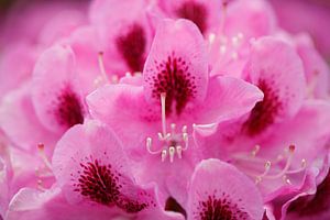Lila Rhododendronblüte, Close-Up, Deutschland