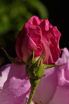 Donker roze roos van Jeffry Clemens