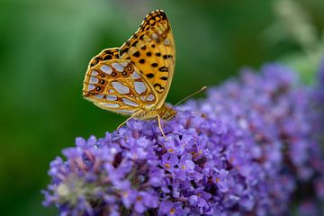 Petit papillon nacré dans le jardin sur un lilas sur Animaflora PicsStock