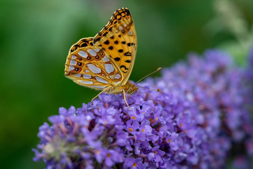 Kleiner Perlmuttfalter im Garten auf einem Flieder von Animaflora PicsStock