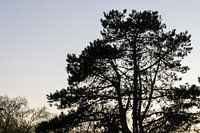 Tree at dusk