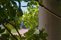 View through Leaves in Serralves Park
