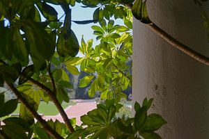 Blick durch das Laub im Serralves-Park