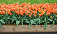 Wenn der Frühling kommt