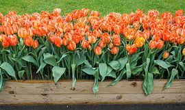 When spring comes by Angela Wouters