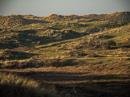 Grass dunes by the sea