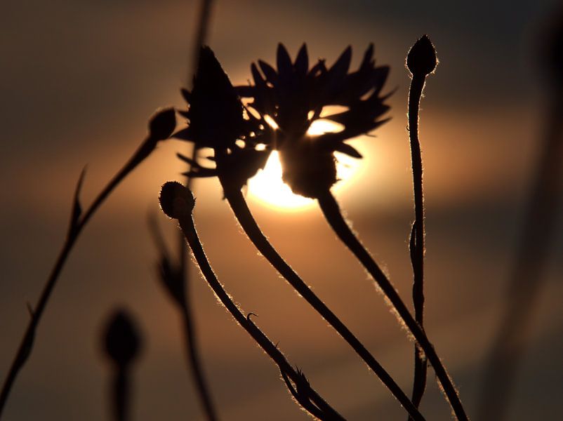 Schaduwspel bij zonsondergang van Edgar Schermaul