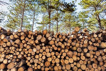 Stapel met boomstammen van Evelien Oerlemans