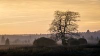 Foggy sunset
