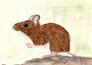 Muis van Sandra Steinke thumbnail
