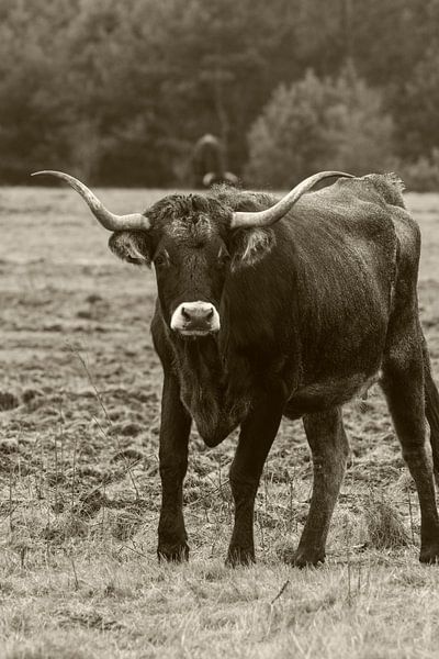 spanisches Rindfleisch von Sjoerd Montulet