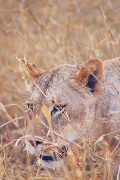 Leeuw in het gras by Cinthia Mulders