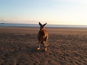 Schattige kangoeroe op het strand