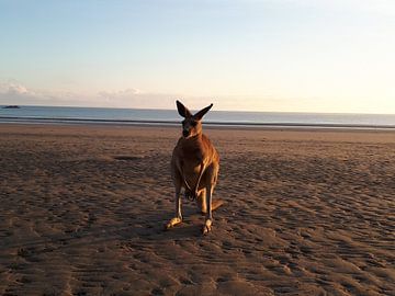 Schattige kangoeroe op het strand van Bianca Bianca