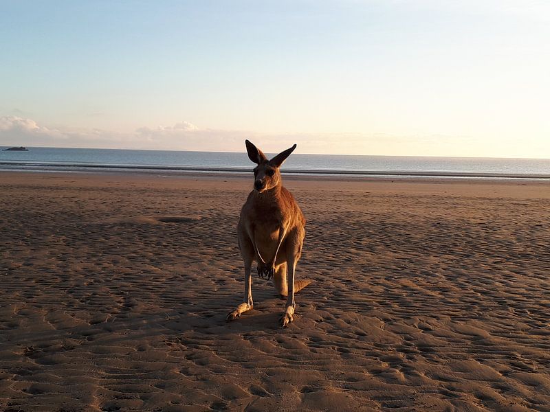 Schattige kangoeroe op het strand by Bianca Bianca