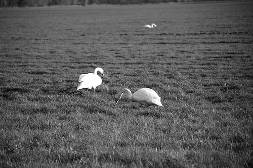 Twee zwanen op een weiland in Emsland