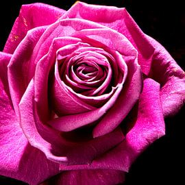 de roos van SO fotografie