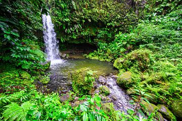 Een van de populairste plekken op het Caribische eiland Dominica is de Emerald Pool van Andreas Völkel