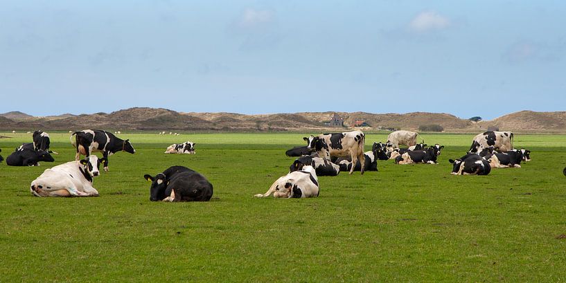 Koeien in het weiland par Menno Schaefer