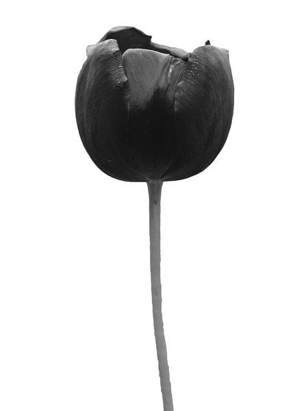 schwarze Tulpe von Jessica Berendsen