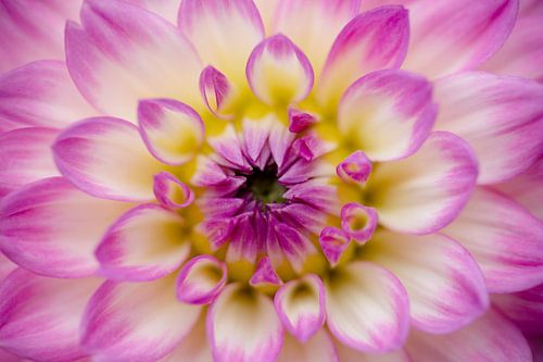Dahlia Pink