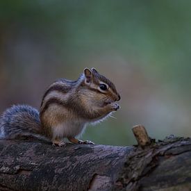 Syberian ground squirrel by Freddy Van den Buijs