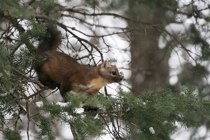 Pine Marten ( Martes americana ), sitting on a thin branch of a conifer tree, hunting, watching for  by wunderbare Erde