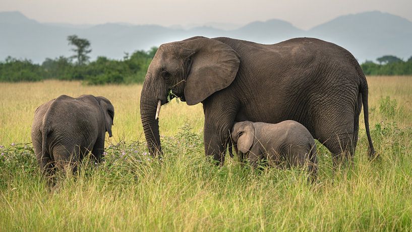 Afrikaanse olifant (Loxodonta africana) van Alexander Ludwig