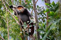 The Rare Rare Monkey, Son Tra, Vietnam