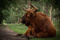 Schotse Hooglander