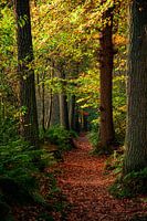 Un chemin forestier plein de feuilles d'automne