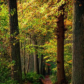 Un chemin forestier plein de feuilles d'automne sur Monique Bekius
