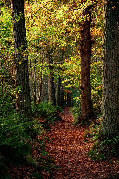 Un chemin forestier plein de feuilles d'automne par Monique Bekius