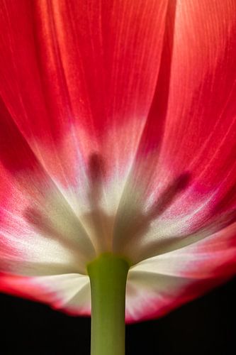 Red tulip illuminated from the inside