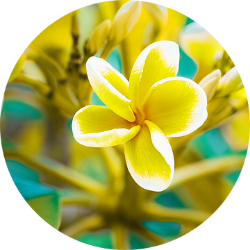 Hawaiiaanse zomer met Frangipani bloemen van Denise Tiggelman