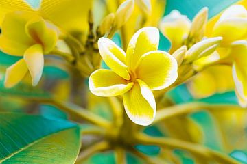 Hawaiiaanse zomer met Frangipani bloemen van Denise Tiggelman