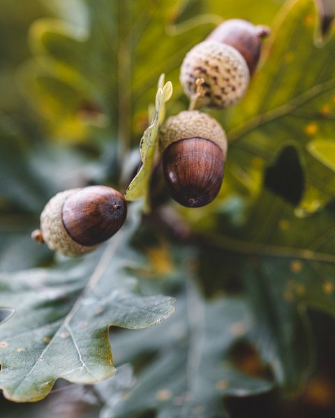 Eikels in de boom van Pim Haring