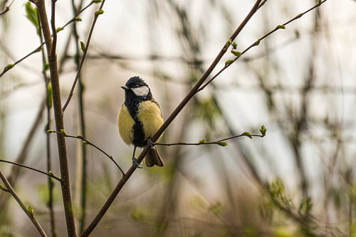 Koolmees op tak in natuurlijke setting