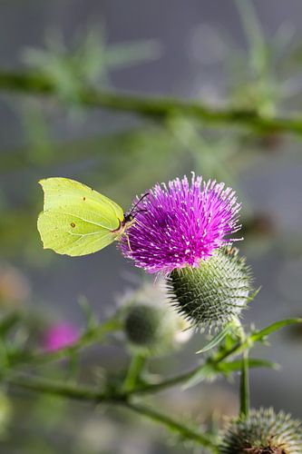 Vlinder en distel