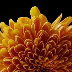 amber chrysanthemum by Ineke Huizing
