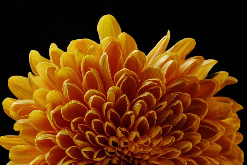 amberkleurige chrysant van Ineke Huizing