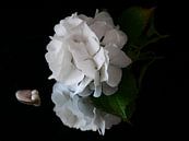 Witte hortensia met schelp tegen zwarte achtergrond van Birdy May thumbnail