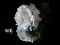 Witte hortensia met schelp tegen zwarte achtergrond