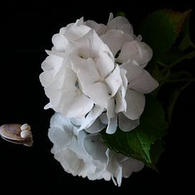 Witte hortensia met schelp tegen zwarte achtergrond van Birdy May