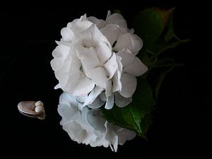 Weiße Hortensie mit Muschel vor schwarzem Hintergrund von Birdy May