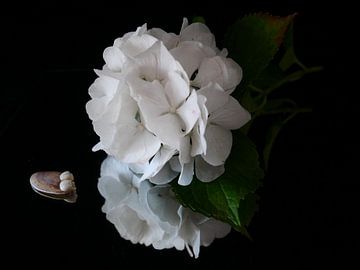 Weiße Hortensie mit Muschel vor schwarzem Hintergrund