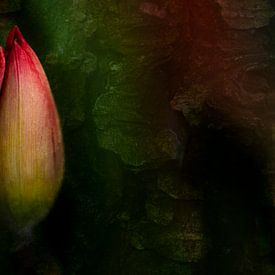 Illuminating tulip by Greetje van Son