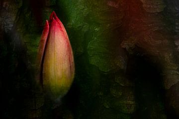 Beleuchtete Tulpe