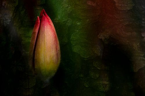 Beleuchtete Tulpe von Greetje van Son