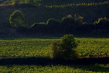 WIJNGAARDEN 1 van Miroslav Ptacek